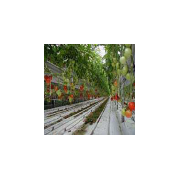 Film de Paillage Hors Sol Blanc / Noir 1m60