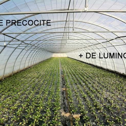 Film incolore transparent pour serre