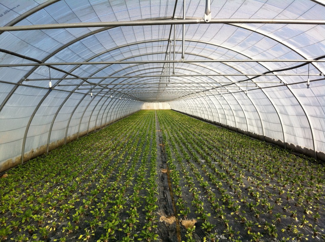 film couverture de serre agricole pour cultures