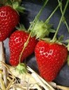 Film de paillage fraise noir