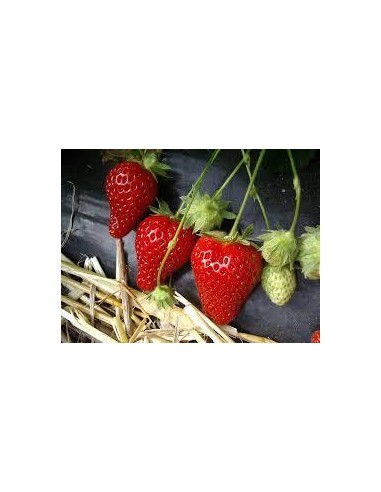 Film de Paillage Pour Fraise 1m40