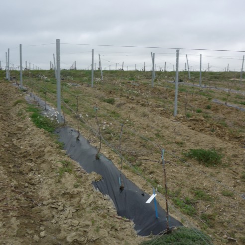 Film de Paillage Pour Vigne LDT 80 1m10