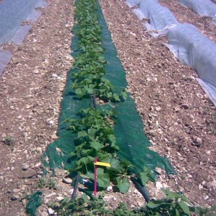 Film de Paillage Vert 1m00 2