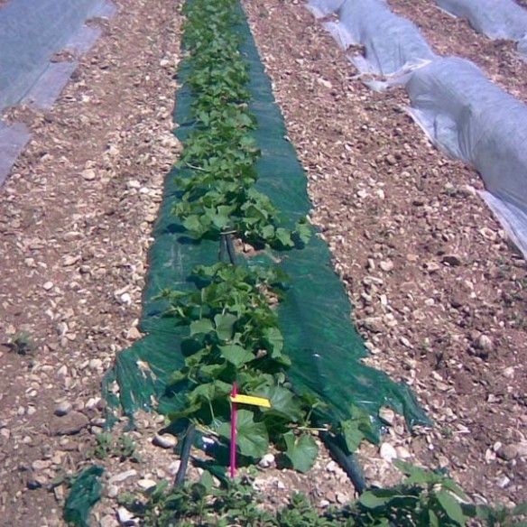 Film de Paillage Vert 1m20