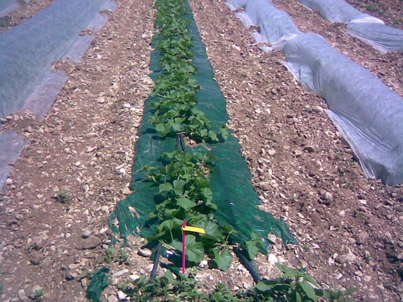 Agricole vert/noir 0,15mm, Films spéciaux