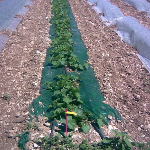 Voile d'Hivernage 1m60