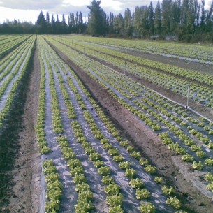 MFM Baches - Film pour serre, bache noire, film ensilage, film agricole,  film pour tunnel agricole, film de paillage