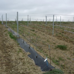 Film de Paillage Pour Vigne LDT 80