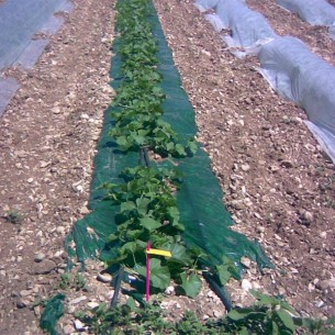 Voile d'Hivernage 10m50 2