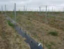 Paillage Vigne LDT80