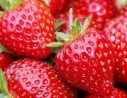 Film paillage fraise Blanc / Noir