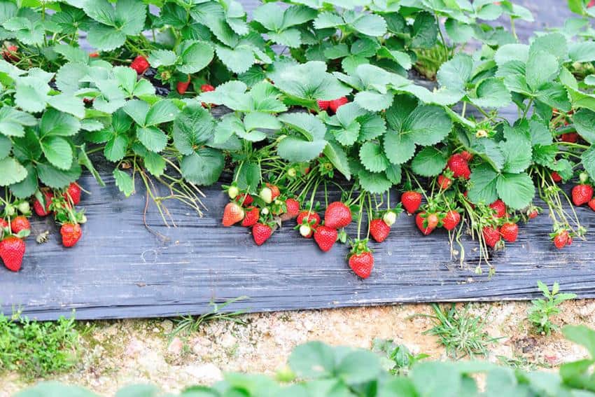 Quel paillage utiliser pour des fraisiers ? - Bche Plastique Protection
