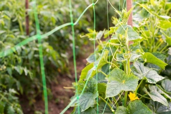 Filets à ramer vs tuteurs traditionnels : Quelle méthode est la meilleure pour soutenir vos plantes ?