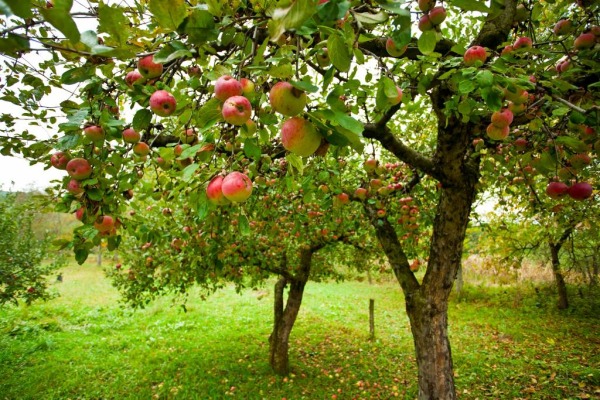 Comment optimiser votre culture de pommier