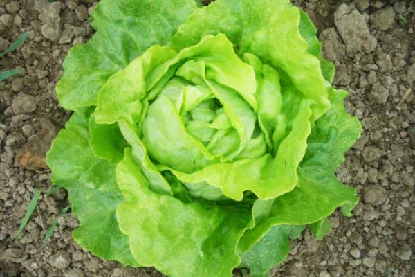 La salade verte (ou le légume préféré des Français) : comment optimiser sa culture ?