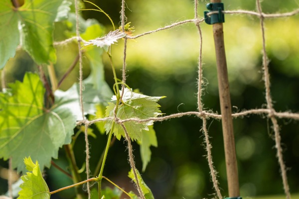 Les avantages du filet à ramer pour soutenir efficacement vos plantes grimpantes